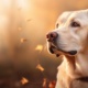 Assurance animaux de compagnie