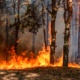 Incendies
